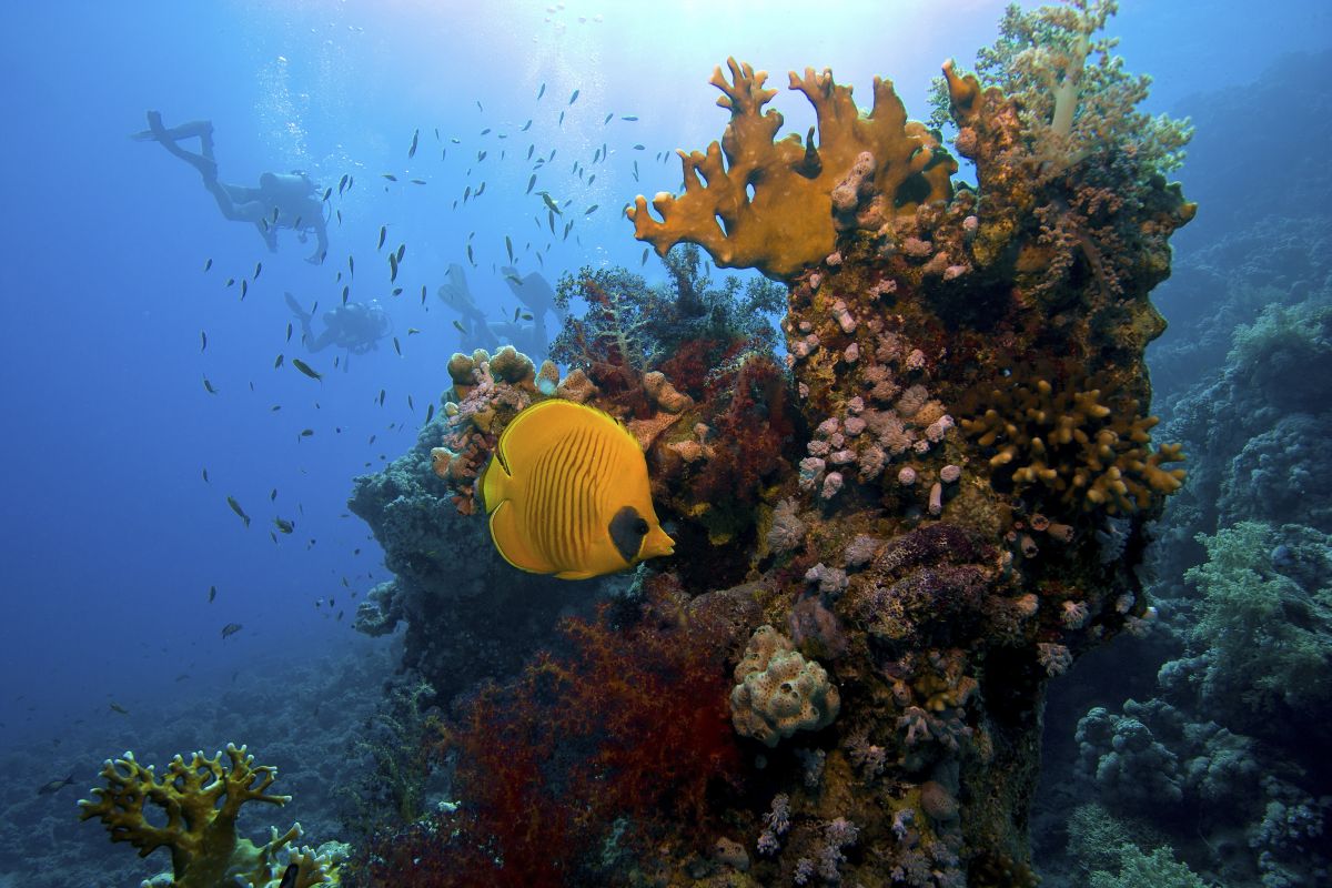 Masked bannerfish and coral reef in Ras Mohamed National Park, Sharm el Sheikh