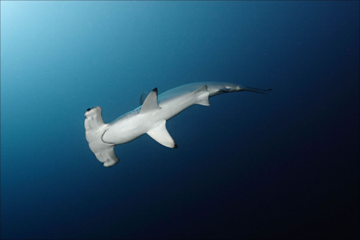Scalloped hammerhead in the Red Sea
