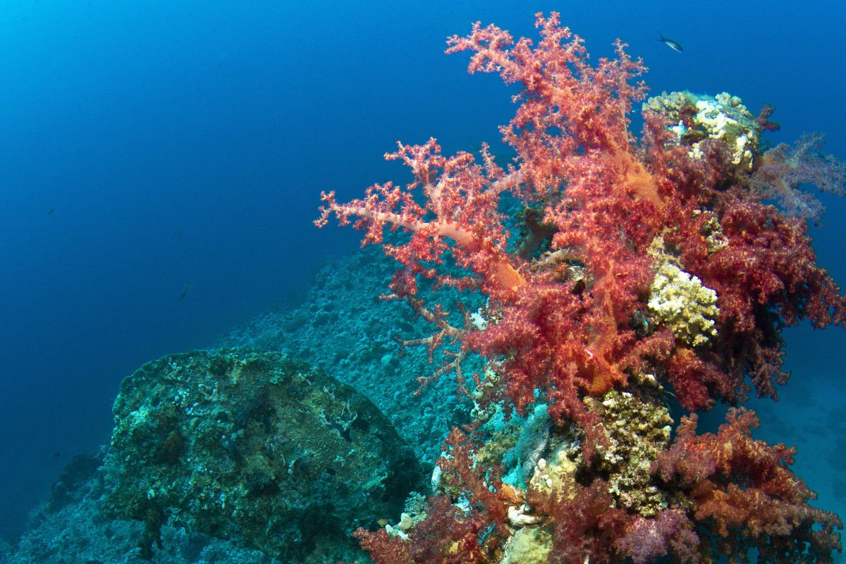 Dunraven wreck in Egypt