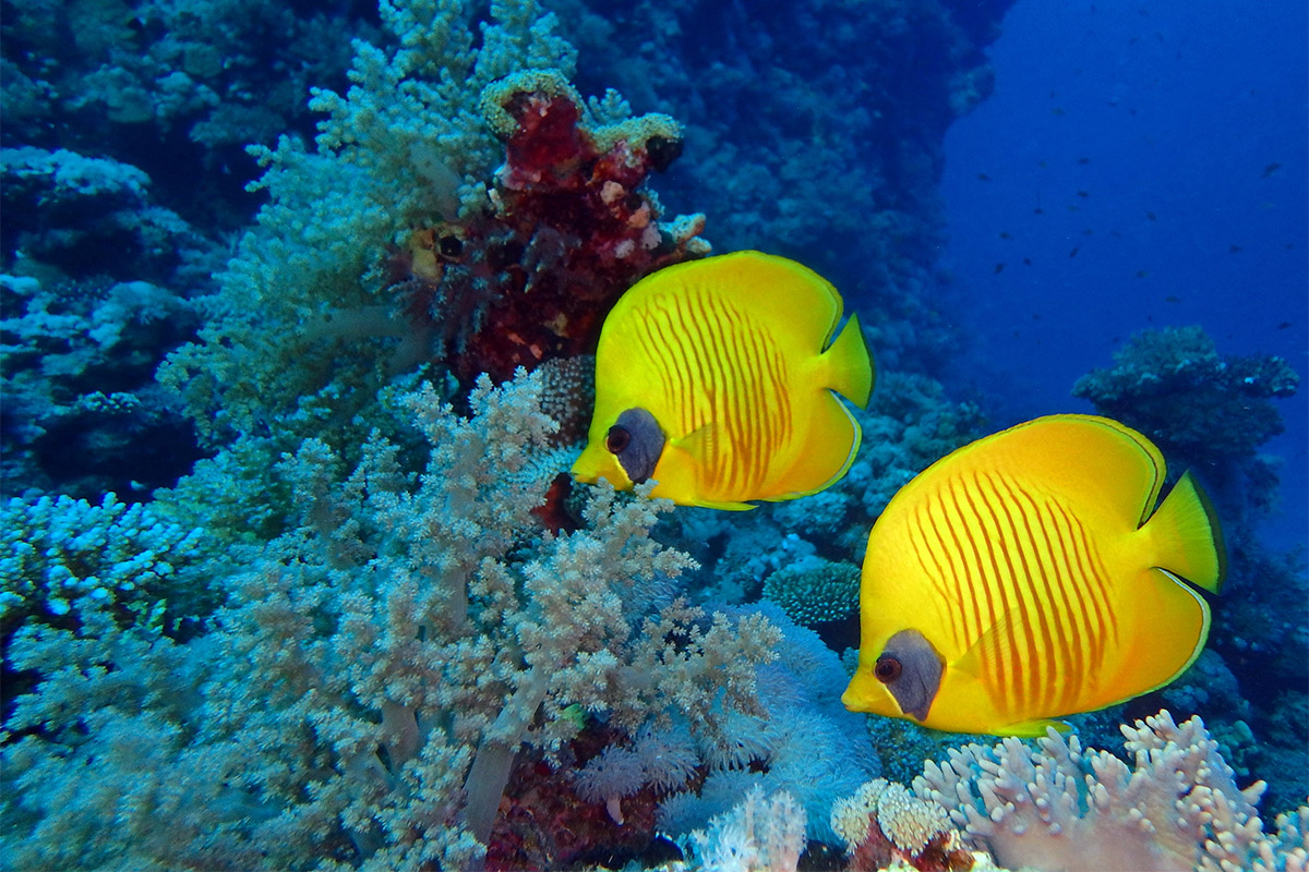 Masked butterflyfish in St John's, Egypt