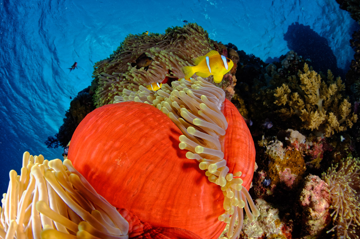 Coral reef and anemonefish in Zabargad Island, the Red Sea, Egypt