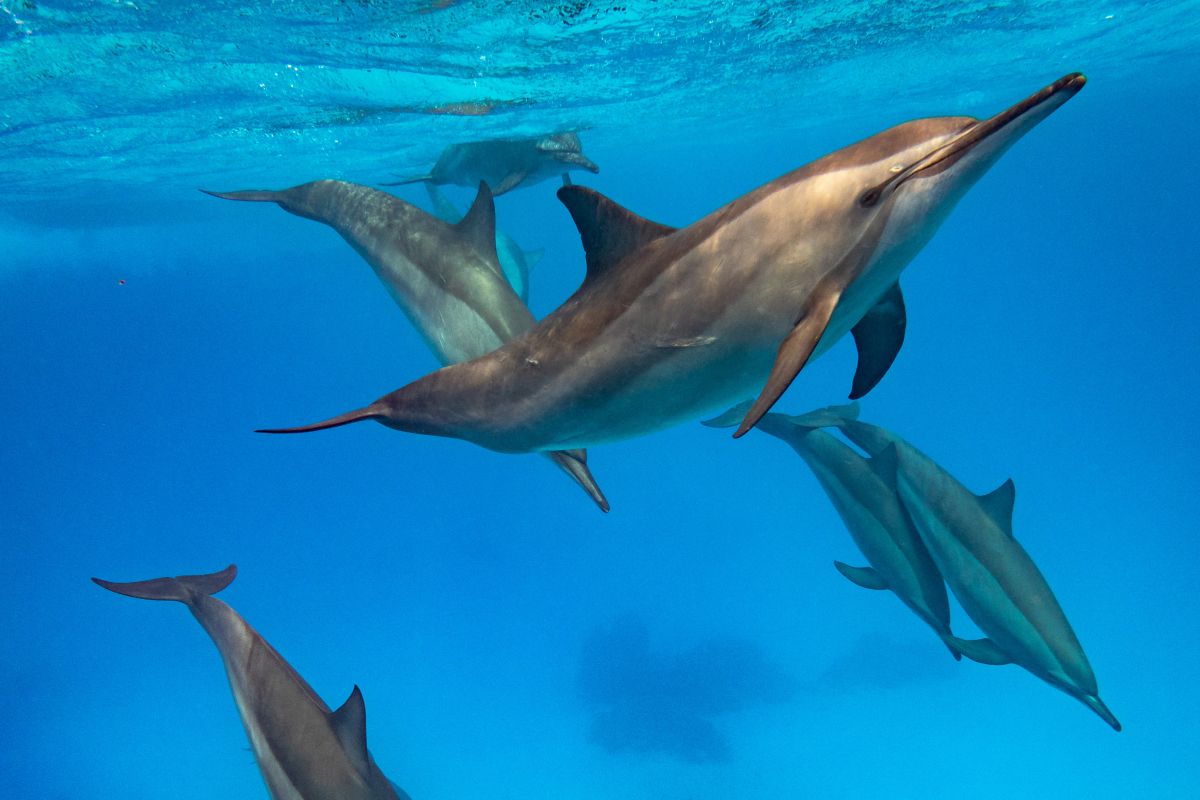 Dolphin in Marsa Alam, Egypt