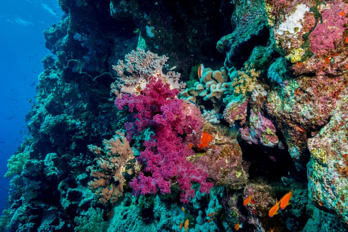 Reef scene in Fury Shoal, Egypt