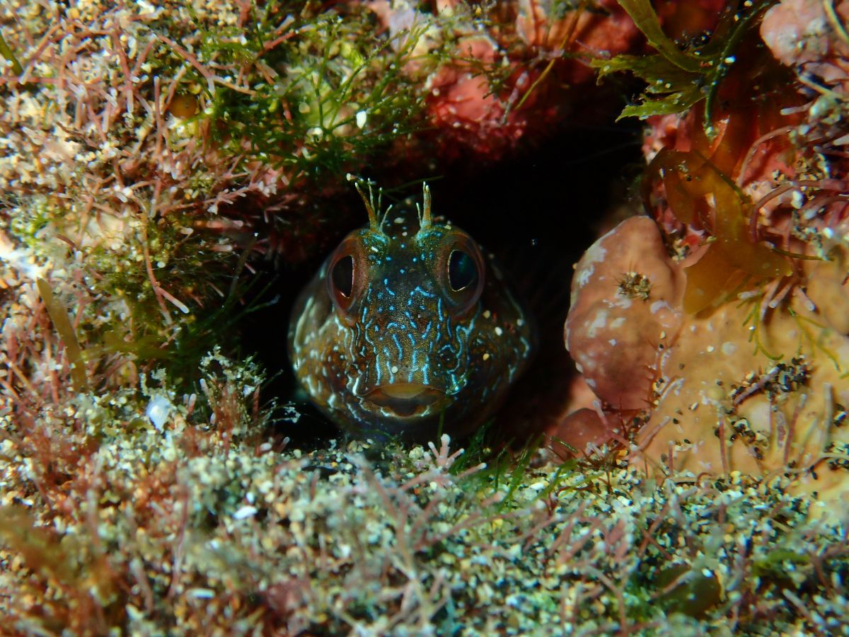 Ringneck blenny in Lanzarote