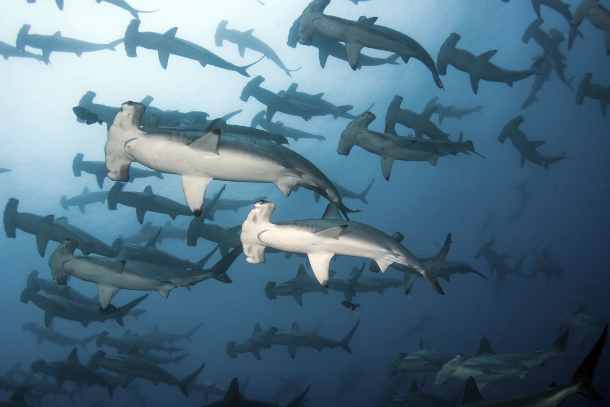 Scalloped hammerheads in the Galapagos Islands