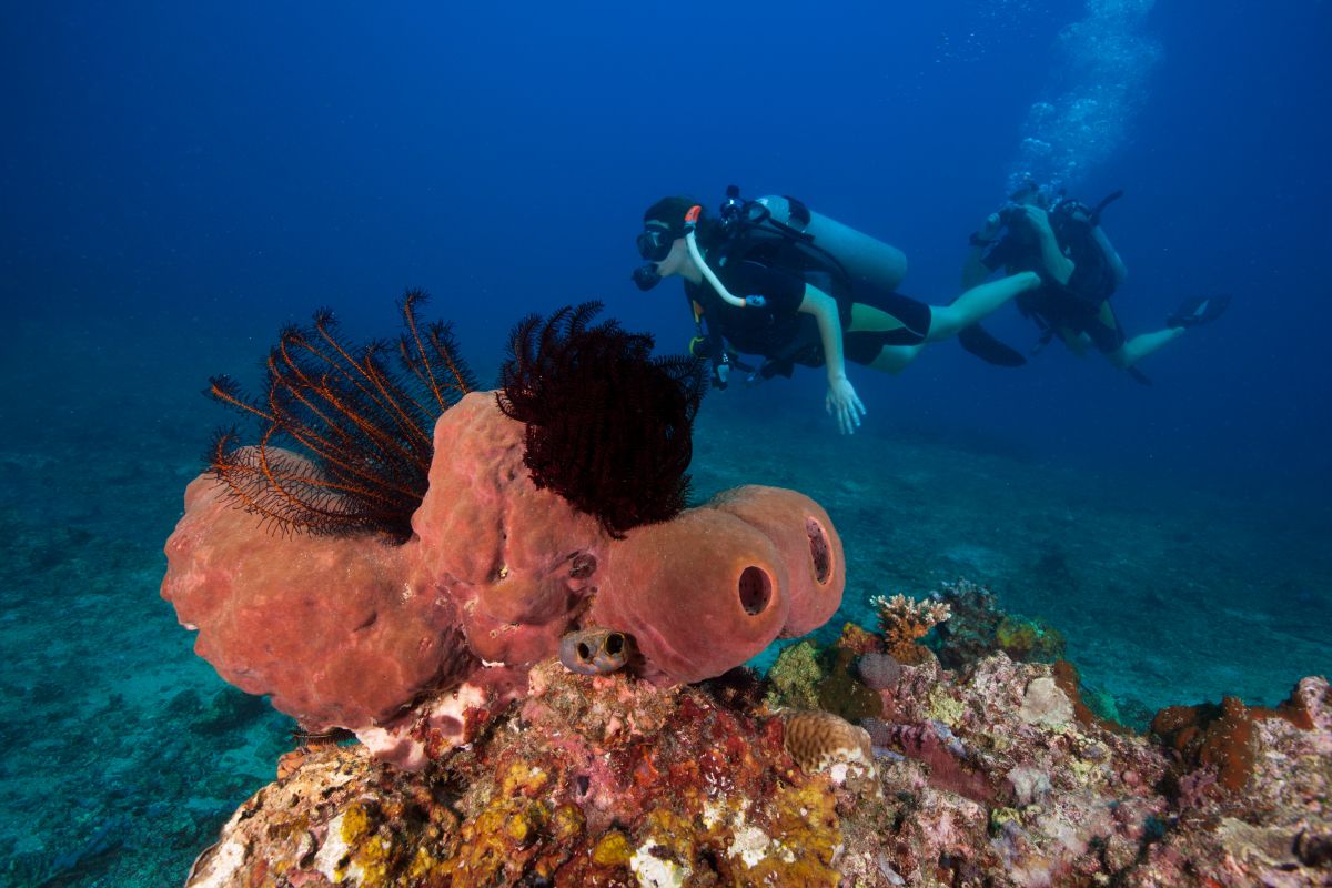 Scuba diver in St. Kitts & Nevis