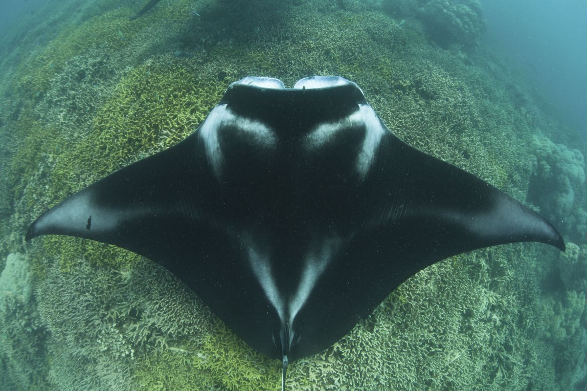 Manta ray at a cleaner station in the Pacific Ocean