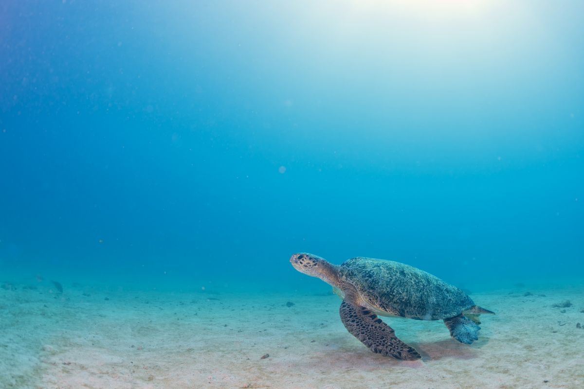 Green sea turtle underwater