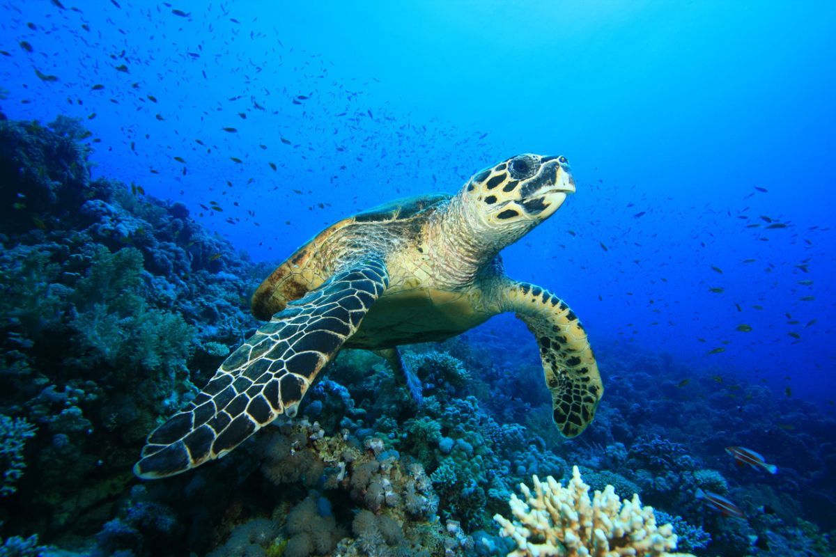 Hawksbill turtle on a coral reef in the Red Sea