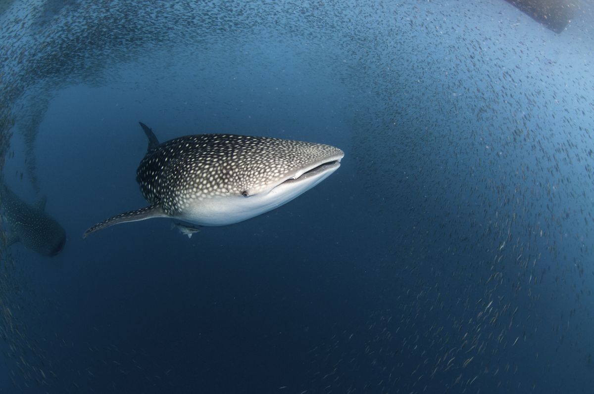 Whale shark