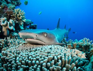 Whitetip Reef Shark © Malcolm Nobbs