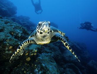 Cocos Island Liveaboards