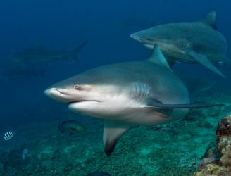 Sharks Galore in South Africa & Mozambique