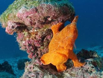 Cocos Island - © John Butland