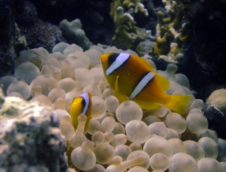 Anemone Fish in Hamata