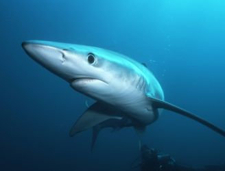 Spectacular Marine Encounters in the Azores