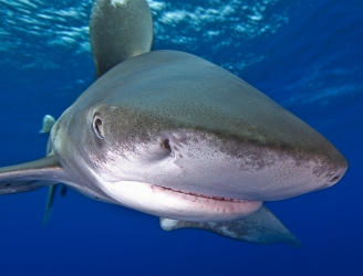Oceanic Whitetip Shark - image courtesy of Malcolm Nobbs