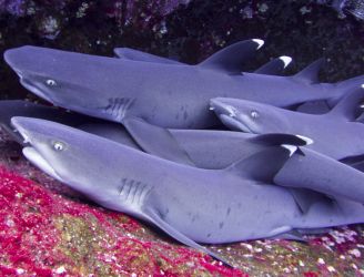 White Tip Reef Sharks © John Butland - Regaldive