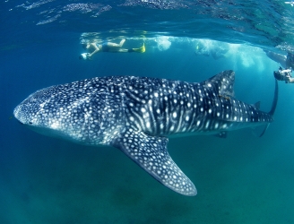 Whale Shark Encounter