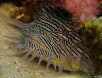 Splendid Toadfish