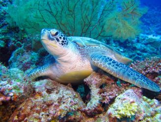 Maldives - © Carol Futter
