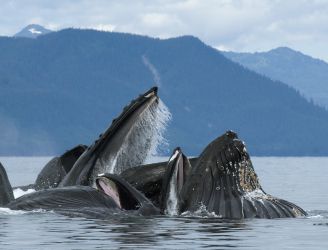 Socorro Islands Liveaboards - © Photoshot