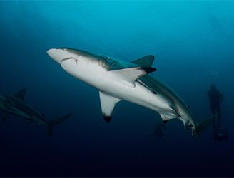 Oceanic black-tip shark in South Africa