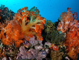 Coral reef in Bunaken National Marine Park, Indonesia