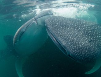 Whale sharks in Cenderawasih Bay, Indonesia