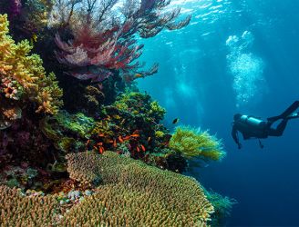 Diver & coral reef in East Kalimantan, Indonesia