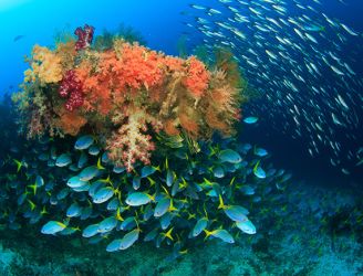Coral reef in Raja Ampat, Indonesia