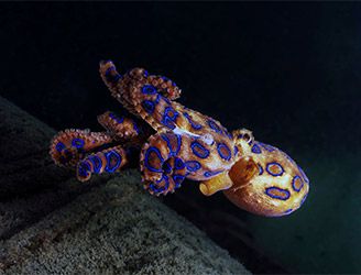 Blue-ringed octopus