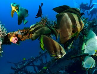 Alma Jane wreck in the Philippines