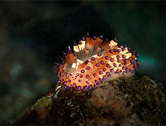 Nudibranch in Anilao, Philippines