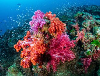 Coral reef in the Similan Islands, Thailand