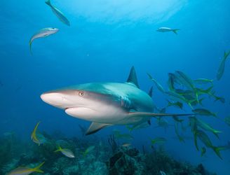 Caribbean reef shark in the Bahamas