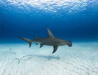 Great hammerhead shark in the Bahamas