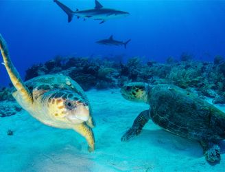 Turtles in Tiger Beach in Bahamas