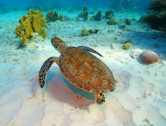 Turtle in Tobago