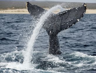 Socorro Islands Liveaboards - © Photoshot