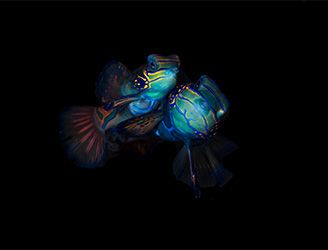 Mandarinfish in the Philippines