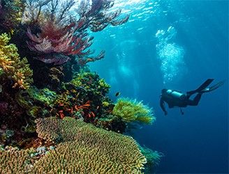 Diver & coral reef in Maratua, Indonesia