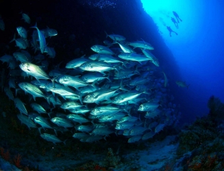 layang layang diving