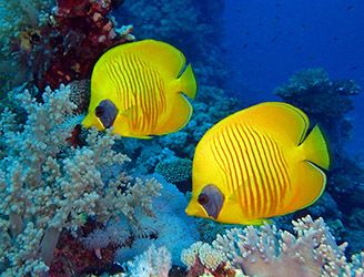 Masked butterflyfish in the Red Sea