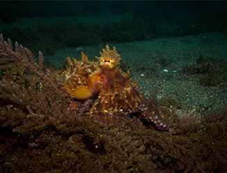 Common octopus in Terceira, the Azores