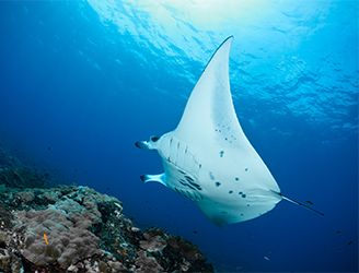 Manta ray in Central Maldives Atolls