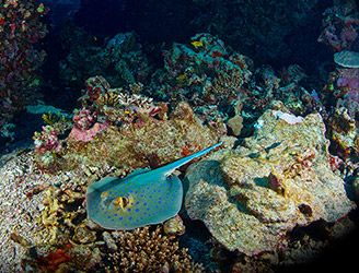 Blue-spotted ribbontail ray in the Red Sea. Copyright Orca Dive Club