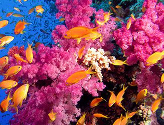 Coral reef in the Red Sea