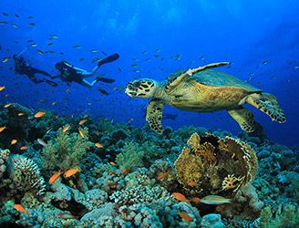 Hawksbill turtle and divers exploring a coral reef in the Red Sea