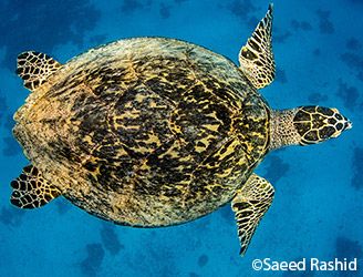 Top view of a turtle in the Red Sea. Copyright Saeed Rashid